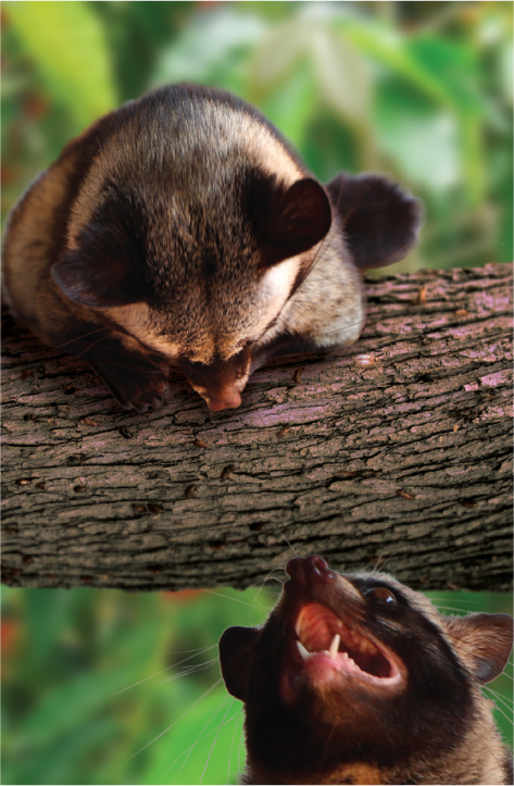 Asia Palm Civet