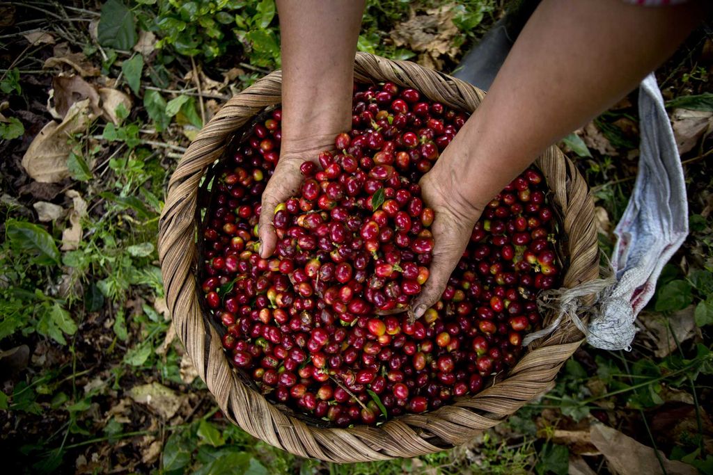 Cà phê Mocha – Cái tên mang cả câu chuyện lịch sử Cà phê 1
