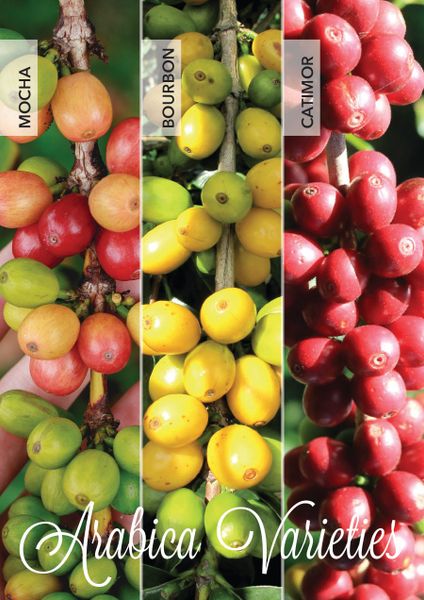 Những giống Arabica phổ biến ở Việt Nam 2 72532131 2274880572622185 553556404678426624 o 92a6c9db4613401ba7bdf8d4f048350b grande