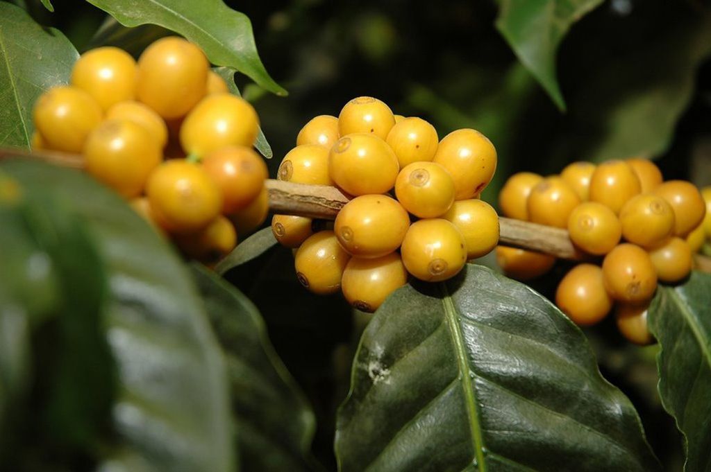 Cà Phê Yellow Bourbon Độc Đáo 1