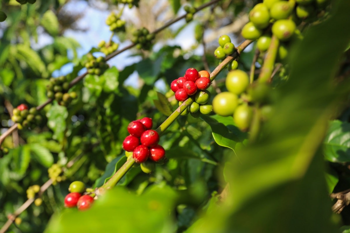 cay ca phe robusta 6333930bf5c04dfdba3de8084a82e338