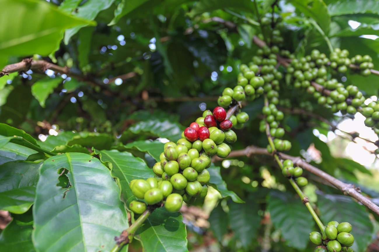 hat ca phe robusta d55e4f086a114b47a5a1ff8d90527c4a