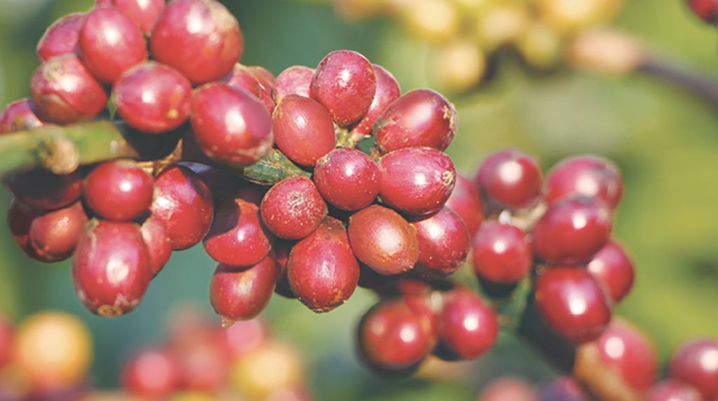 Tây Nguyên - Thủ Phủ Cà Phê Trù Phú Ở Việt Nam 3 robusta