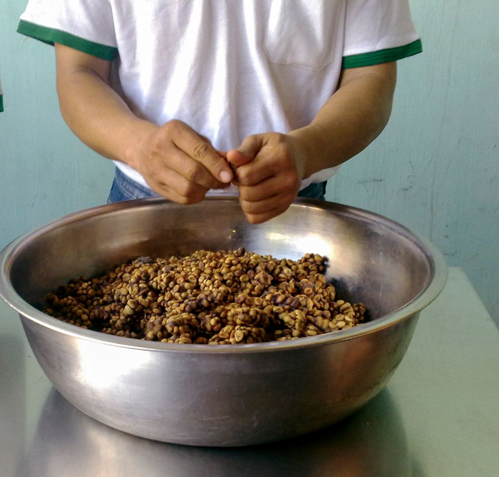 Quy Trình Chế Biến Cà Phê Chồn Việt Nam 3 tach phan