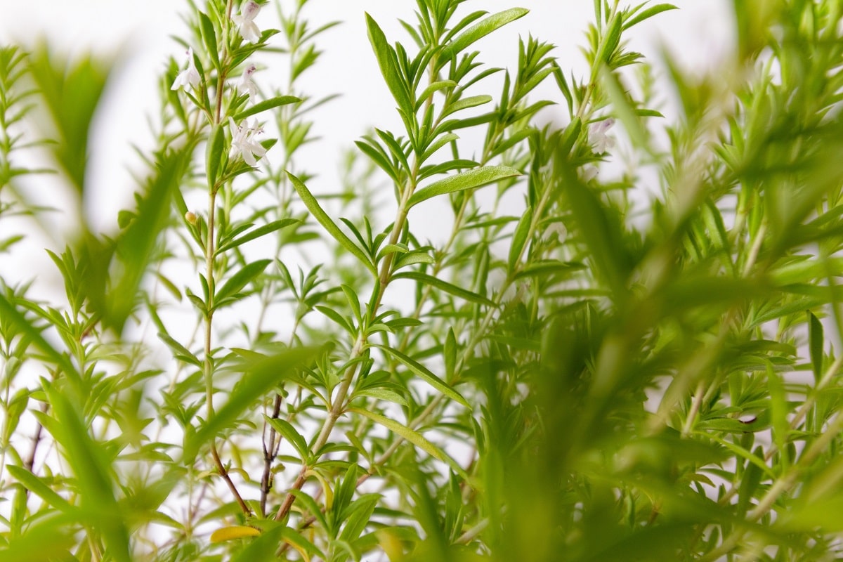 Mùi hương cà phê, hương thơm cuộc sống quanh ta 9 thao duoc herbal 92b6cfbdde7f42ab9f85fa9cc2d5fb97