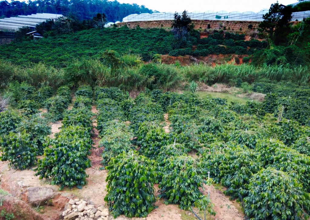 Trại Chồn Quốc Khánh tại Đắk Lắk và Lâm Đồng 5 typica caphequyhiem lamdong